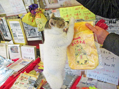 お願いポーズをする猫ちゃんと黄色の巾着袋